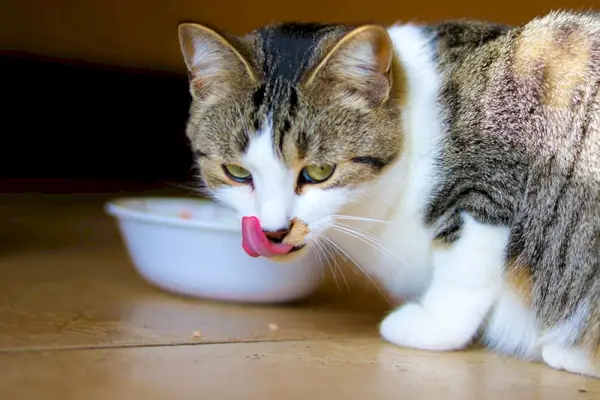 gato comiendo del comedero