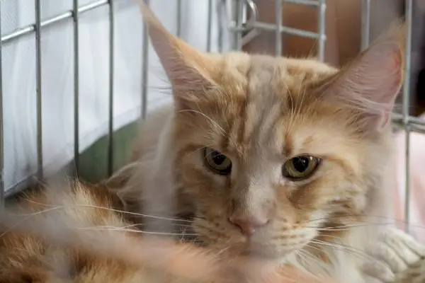 Chat Maine Coon confiné dans une cage