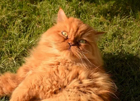 chat persan couché sur l'herbe