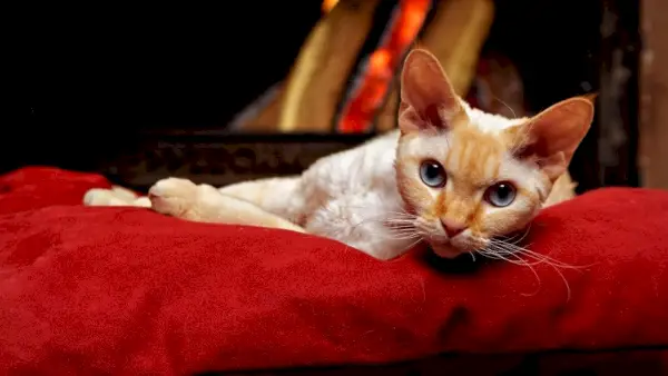 chat devon rex couché