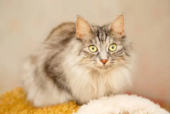 chat bobtail japonais