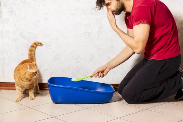 Mann reinigt stinkende Katzentoilette