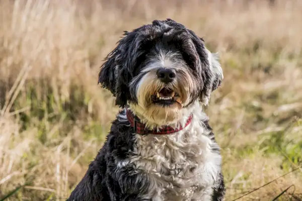 Perro de agua portugués blanco y negro con un collar en la cara de cerca