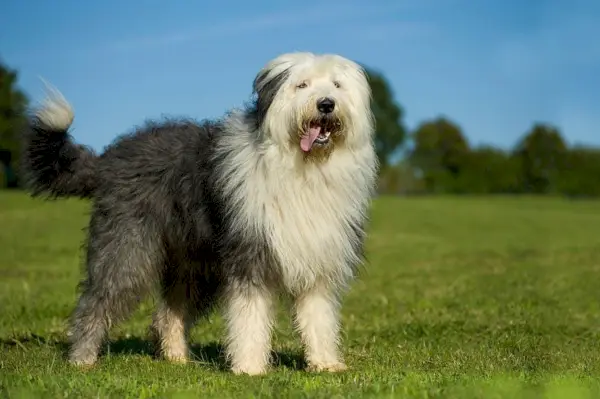 viejo perro pastor inglés en el campo