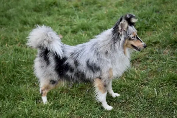 Perro pastor de Shetland Merle