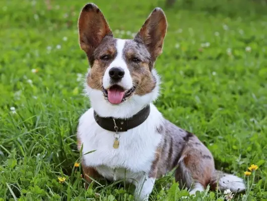 cardigan corgi galés al aire libre