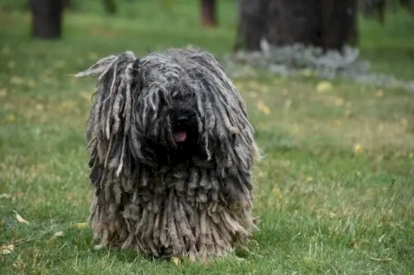 perro puli