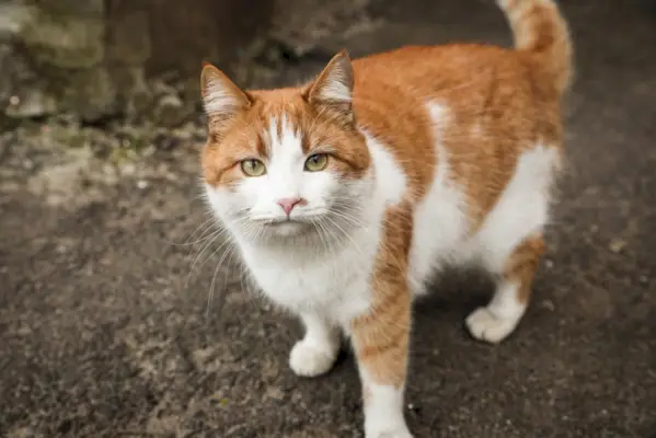 Streunende Katze läuft im Freien