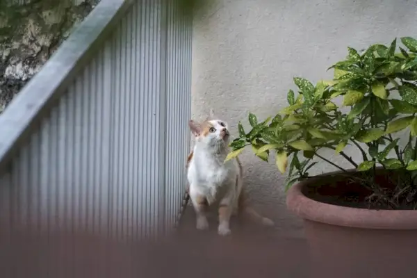 einsame Katze gefangen auf einem Balkon