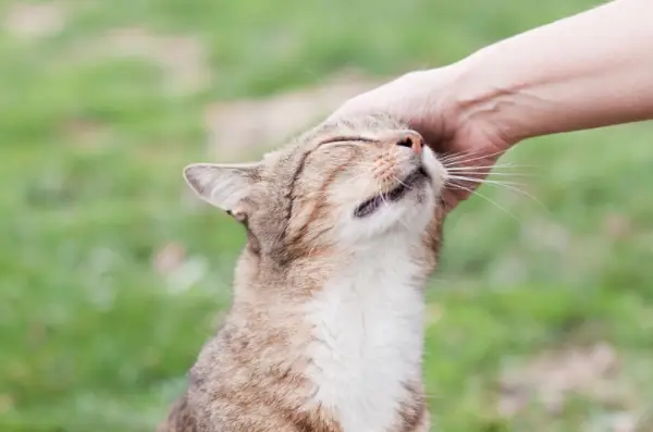 Weibliche Hand streichelt eine streunende Katze