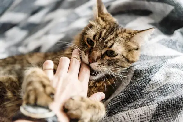 doigt de chat qui mâche