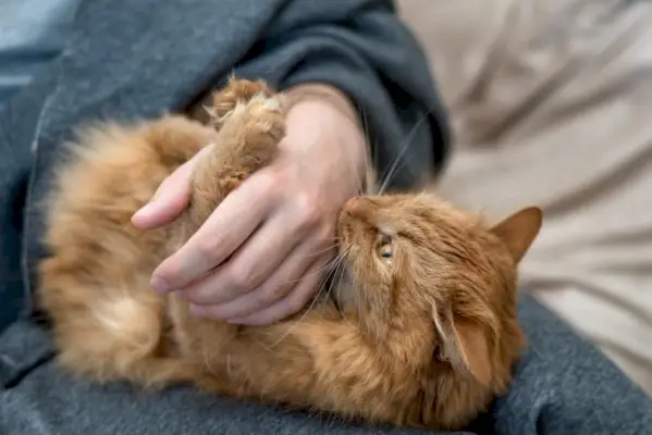 Un chat domestique rouge mord la main du propriétaire