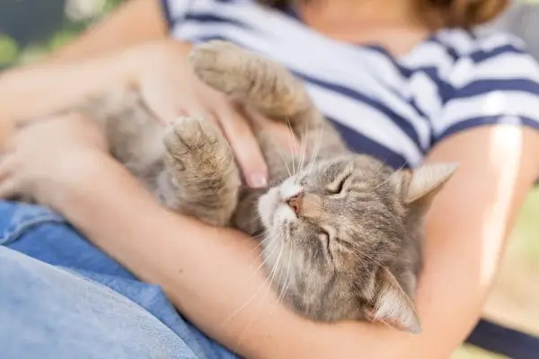 Katze schläft im Besitzer