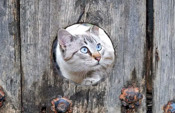 Eine Katze streckt ihren Kopf durch ein Loch in einem Holztor