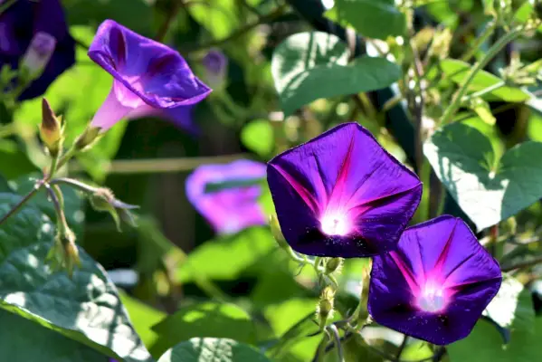 Morning Glories