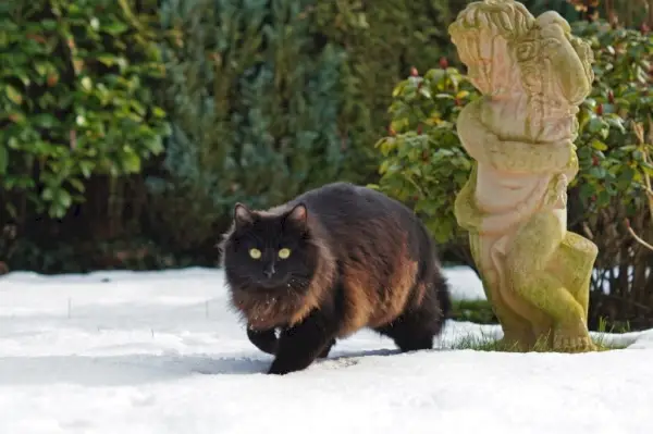 kot nebelung w śniegu