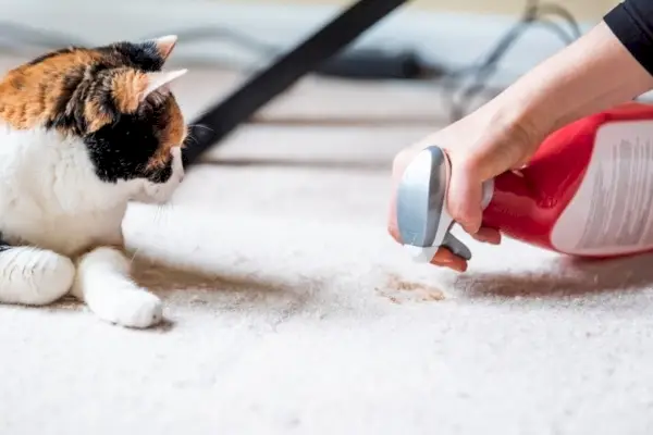 Gatto che osserva lo spray umano che pulisce il tappeto