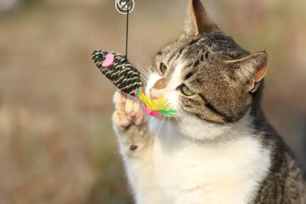 Gatto che gioca con un giocattolo da masticare