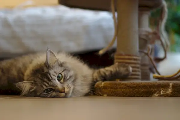 un gatto sdraiato sul pavimento mentre gratta un palo