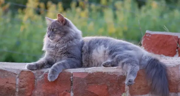 En Nebelung kat