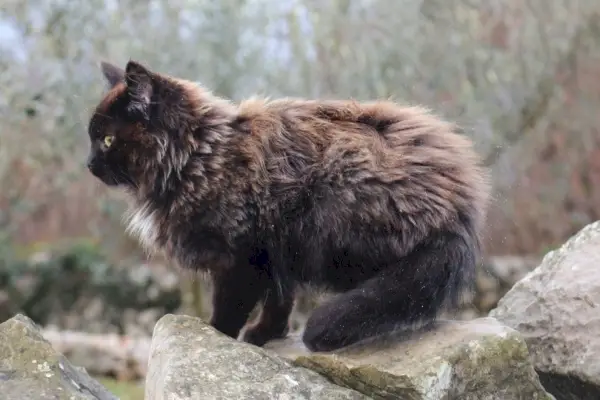 nebelung kat