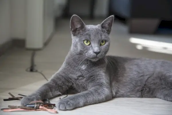 nebelung kat