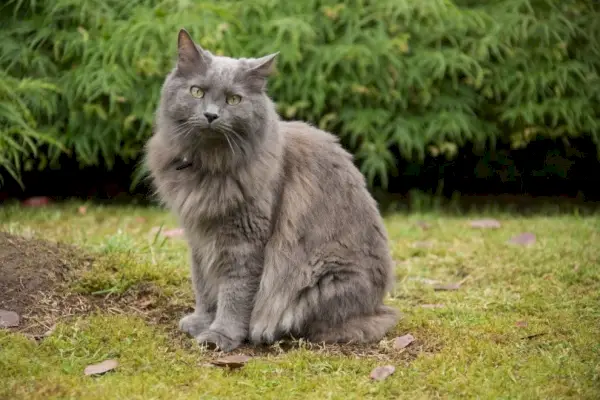 nebelung kat