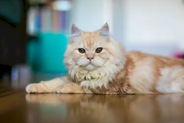 visage de poupée de gingembre chat persan