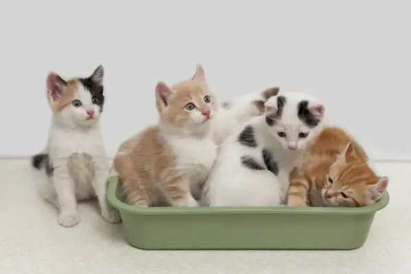 Kätzchen in der Katzentoilette