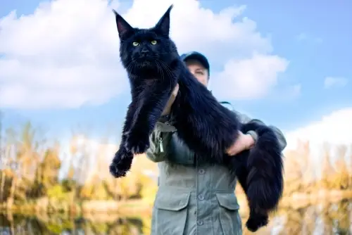 Mädchen hält große Maine-Coon-Katze