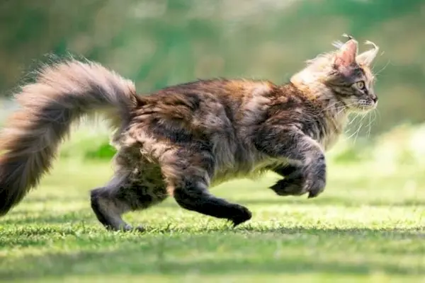 Seitenansicht einer jungen verspielten Maine-Coon-Katze