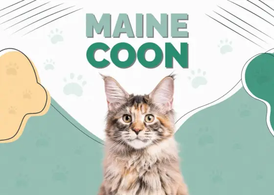 Maine Coon