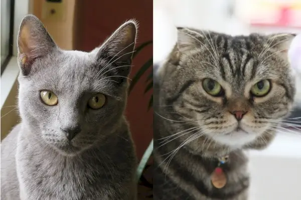 Scottish Fold Russian Blue Cat Mix - Guia de cura, imatges, informació i més