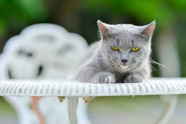 Orange getigerte Katze auf dem Bürgersteig neben einer Pflanze