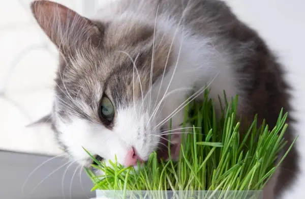 gato comiendo hierba de gato