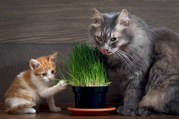 gato y gatito con una olla de hierba para gatos