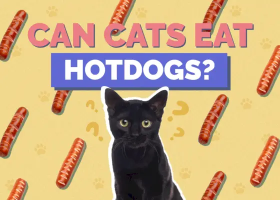 Pot pisicile să mănânce hot dog? Fapte de știut verificate de veterinar