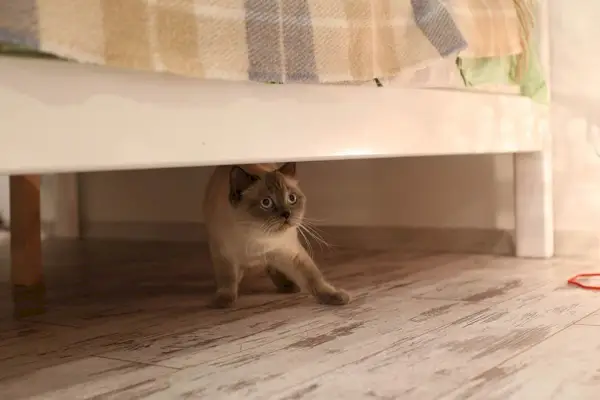 verängstigte britische Blue-Point-Katze, die sich unter dem Bett versteckt