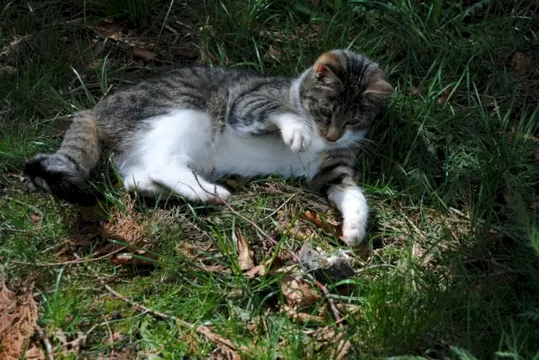 Zullen muizen weggaan als ze een kat waarnemen? Wat de wetenschap zegt