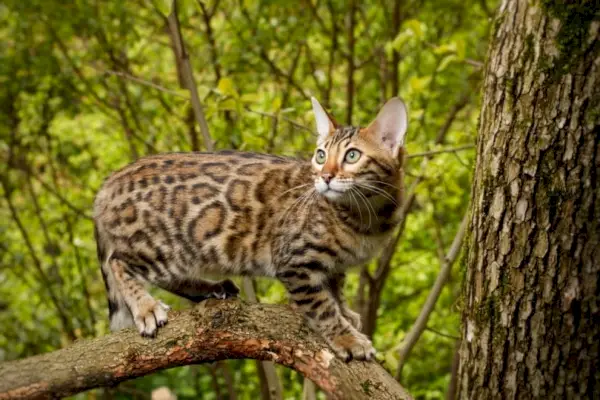 Bengal kedisi açık havada tırmanıyor