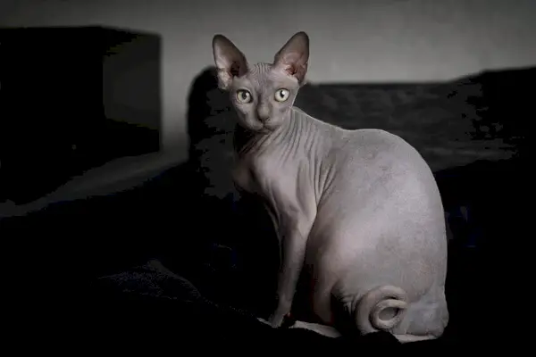 Sphynx-Grau.