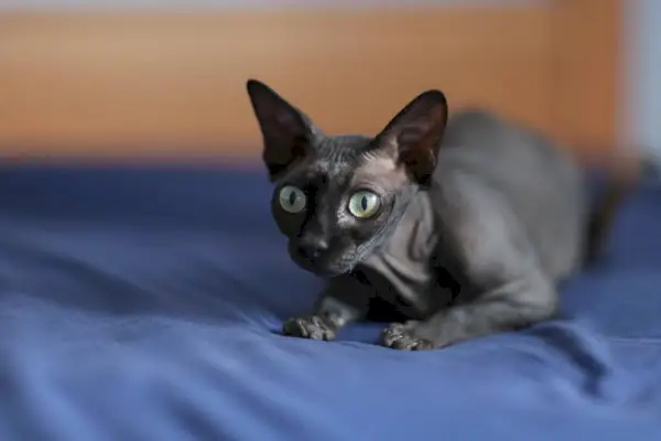 Schwarze Sphynx-Katze liegt auf dem Bett