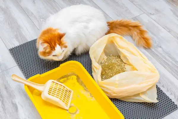 Gato mirando una caja de arena al lado de una bolsa de basura