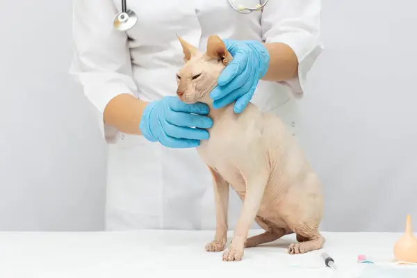 check-up veterinário do gato sphynx