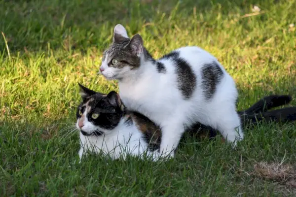 to-katte-parrer-på-græsset