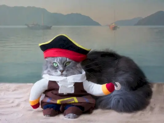 lustige Katze im Piratenkostüm