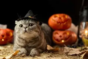 eine Katze, die sich auf Halloween freut