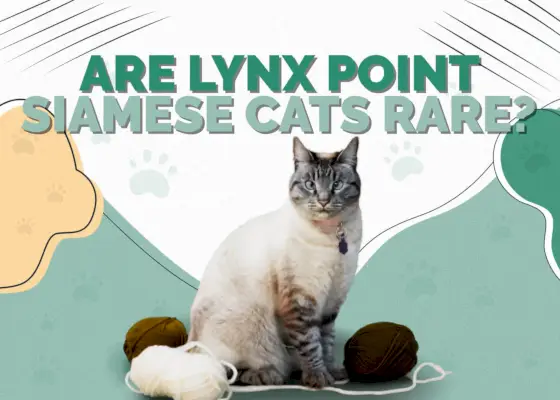 Sind Lynx Point Siamkatzen selten?