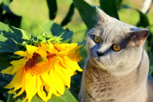 Chat mignon à côté d'un tournesol