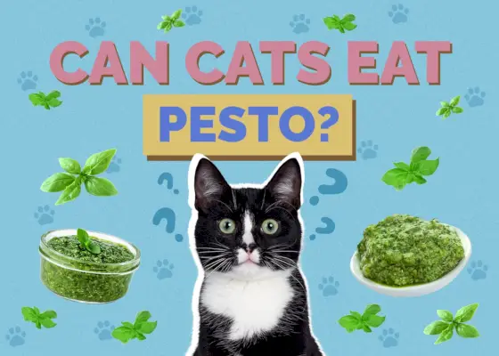 I gatti possono mangiare il pesto?